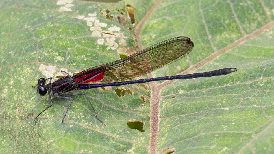 Hetaerina majuscula (Purplish Rubyspot) male.jpg